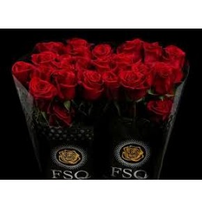 ΤΡΙΑΝΤΑΦΥΛΛΟ ΚΟΚΚΙΝΟ 50εκ. ROSEN  ECUADOR FREEDOM 50cm
